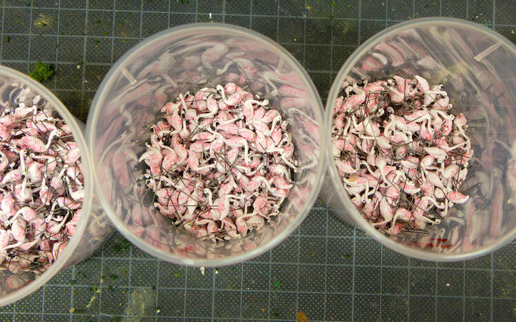 Wb 08 kw 31 2024 n 1240 flamingos